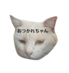 しらこいるよ〜（個別スタンプ：6）