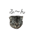 しゃるる（個別スタンプ：1）