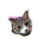 ゆずとみかん（個別スタンプ：1）