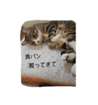 ゆずとみかん（個別スタンプ：4）