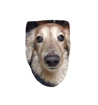 愛犬 ジュニ（個別スタンプ：1）