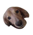 愛犬 ジュニ（個別スタンプ：2）