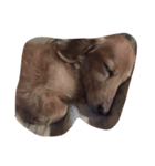 愛犬 ジュニ（個別スタンプ：3）