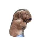 愛犬 ジュニ（個別スタンプ：7）