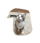 猫の睡眠（個別スタンプ：1）