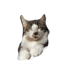 猫の睡眠（個別スタンプ：2）