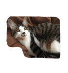 猫の睡眠（個別スタンプ：4）
