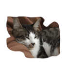 猫の睡眠（個別スタンプ：5）