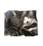 猫の睡眠（個別スタンプ：6）