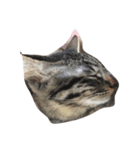 猫の睡眠（個別スタンプ：7）
