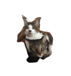 猫の睡眠（個別スタンプ：8）