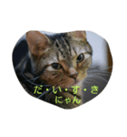 猫の呟き（個別スタンプ：1）