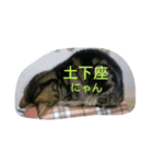 猫の呟き（個別スタンプ：2）
