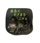 猫の呟き（個別スタンプ：3）