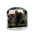 猫の呟き（個別スタンプ：4）