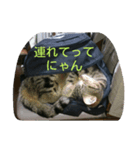 猫の呟き（個別スタンプ：5）