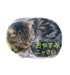 猫の呟き（個別スタンプ：6）