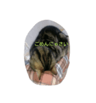 猫の呟き（個別スタンプ：7）