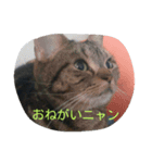猫の呟き（個別スタンプ：8）