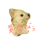 マルと虎。（個別スタンプ：4）
