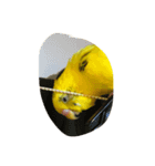 インコのきーちゃん（個別スタンプ：3）