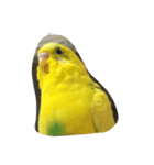 インコのきーちゃん（個別スタンプ：4）