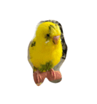 インコのきーちゃん（個別スタンプ：5）