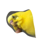 インコのきーちゃん（個別スタンプ：6）