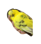 インコのきーちゃん（個別スタンプ：7）