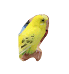 インコのきーちゃん（個別スタンプ：8）