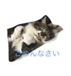 あきらスタンプ2（個別スタンプ：8）