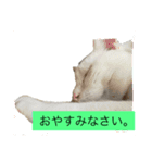 まろしゅけ まろまろです。オス。（個別スタンプ：1）