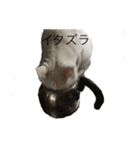 まろしゅけ まろまろです。オス。（個別スタンプ：4）