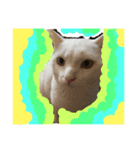 まろしゅけ まろまろです。オス。（個別スタンプ：5）