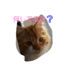 ちくわ(猫)（個別スタンプ：1）