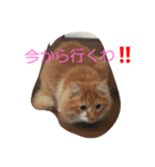 ちくわ(猫)（個別スタンプ：4）