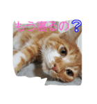 ちくわ(猫)（個別スタンプ：5）