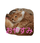 ちくわ(猫)（個別スタンプ：6）