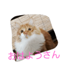 ちくわ(猫)（個別スタンプ：7）