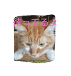 ちくわ(猫)（個別スタンプ：8）