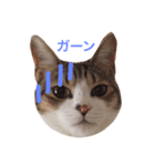 猫りり顔スタンプ（個別スタンプ：1）