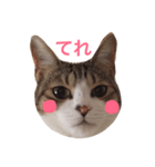 猫りり顔スタンプ（個別スタンプ：2）