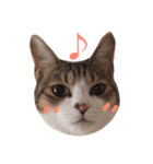 猫りり顔スタンプ（個別スタンプ：3）