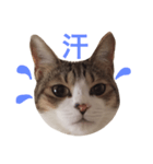 猫りり顔スタンプ（個別スタンプ：4）