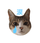 猫りり顔スタンプ（個別スタンプ：5）