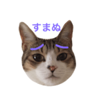猫りり顔スタンプ（個別スタンプ：6）