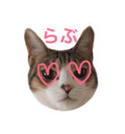 猫りり顔スタンプ（個別スタンプ：7）