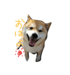 田舎のいぬ（個別スタンプ：1）