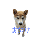 田舎のいぬ（個別スタンプ：5）