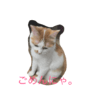 みたらしにゃ。（個別スタンプ：1）
